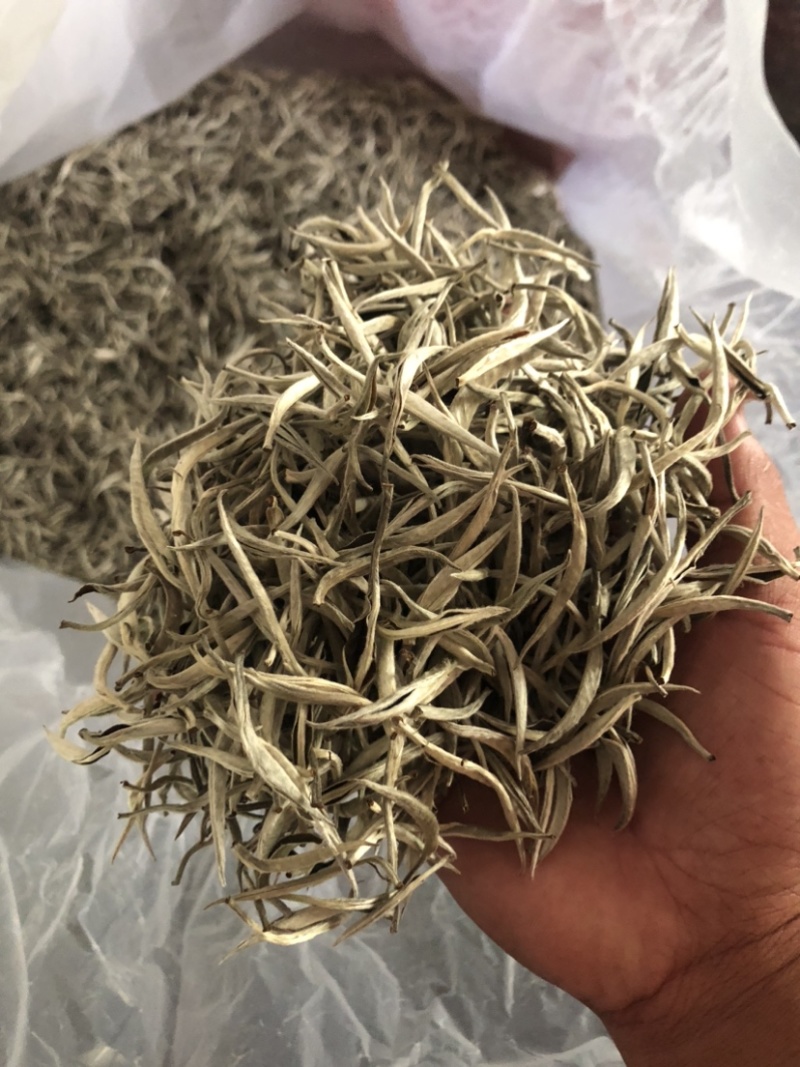 云南白茶景谷大白茶白毫银针月光白