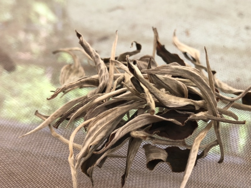 云南白茶景谷大白茶白毫银针月光白