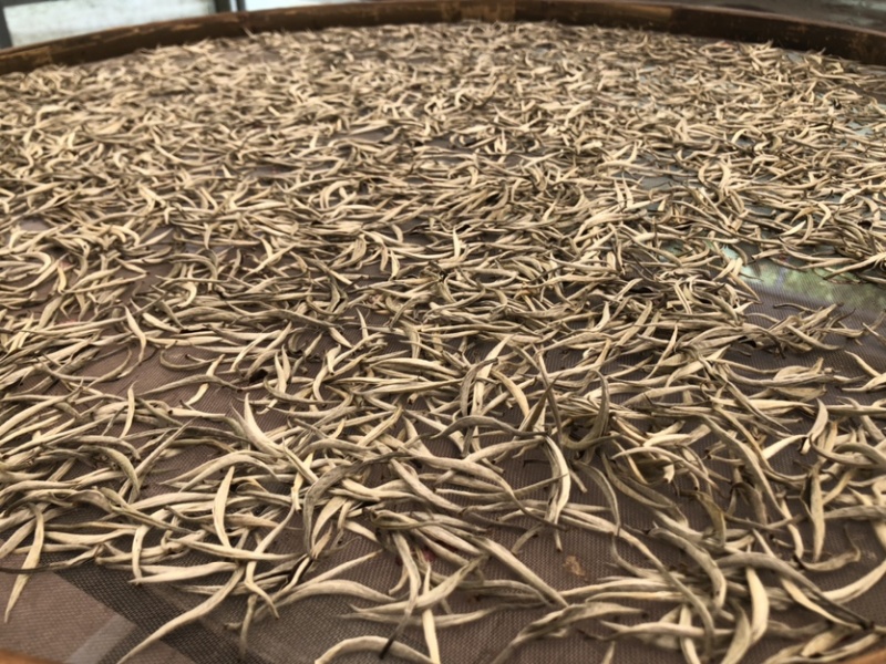 云南白茶景谷大白茶白毫银针月光白