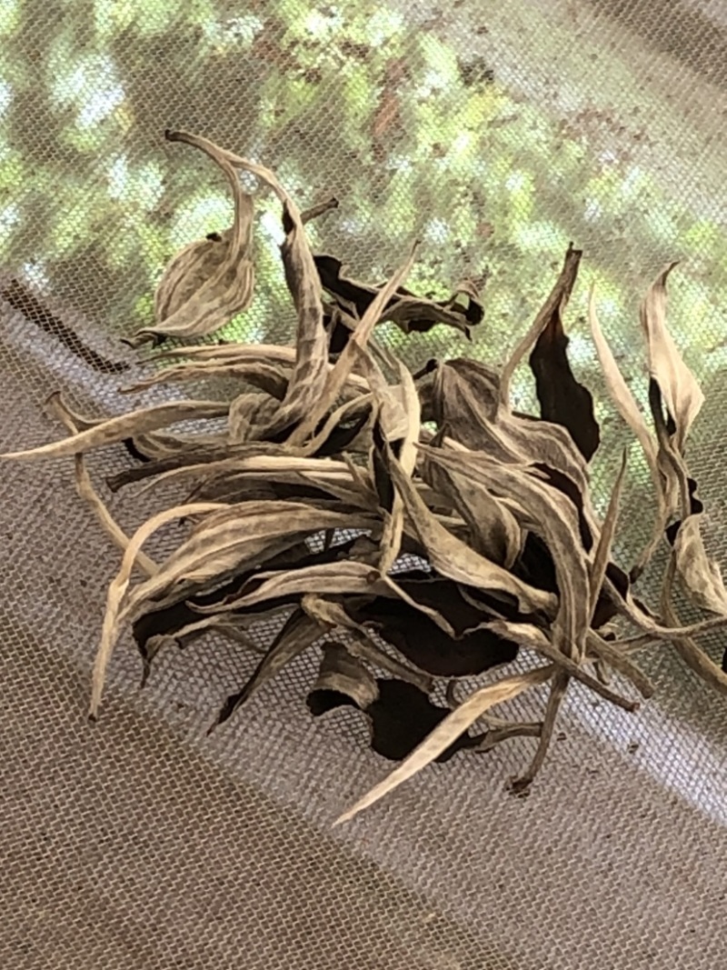 云南白茶景谷大白茶白毫银针月光白