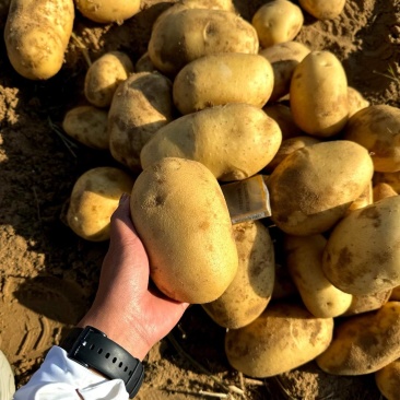 陕西土豆榆林希森沃土土豆量大从优货源充足