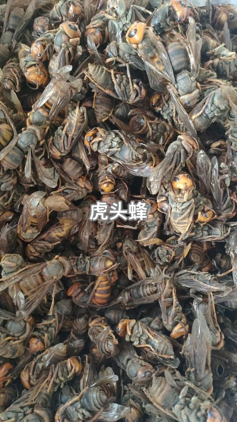 金环虎头蜂货源充足保真保量