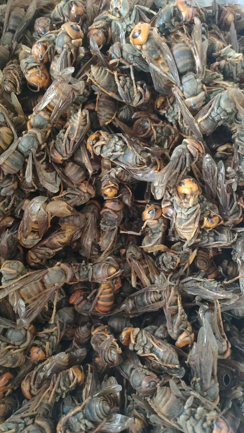 金环虎头蜂货源充足保真保量