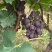 巨峰葡萄