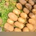 唐山玉田土豆实验一沃土希森量大从优欢迎来电咨询