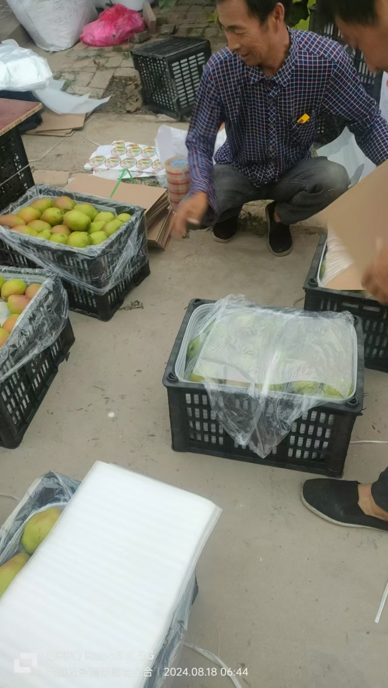 陕西红香酥梨大量有货，欢迎新老客户前来合作，