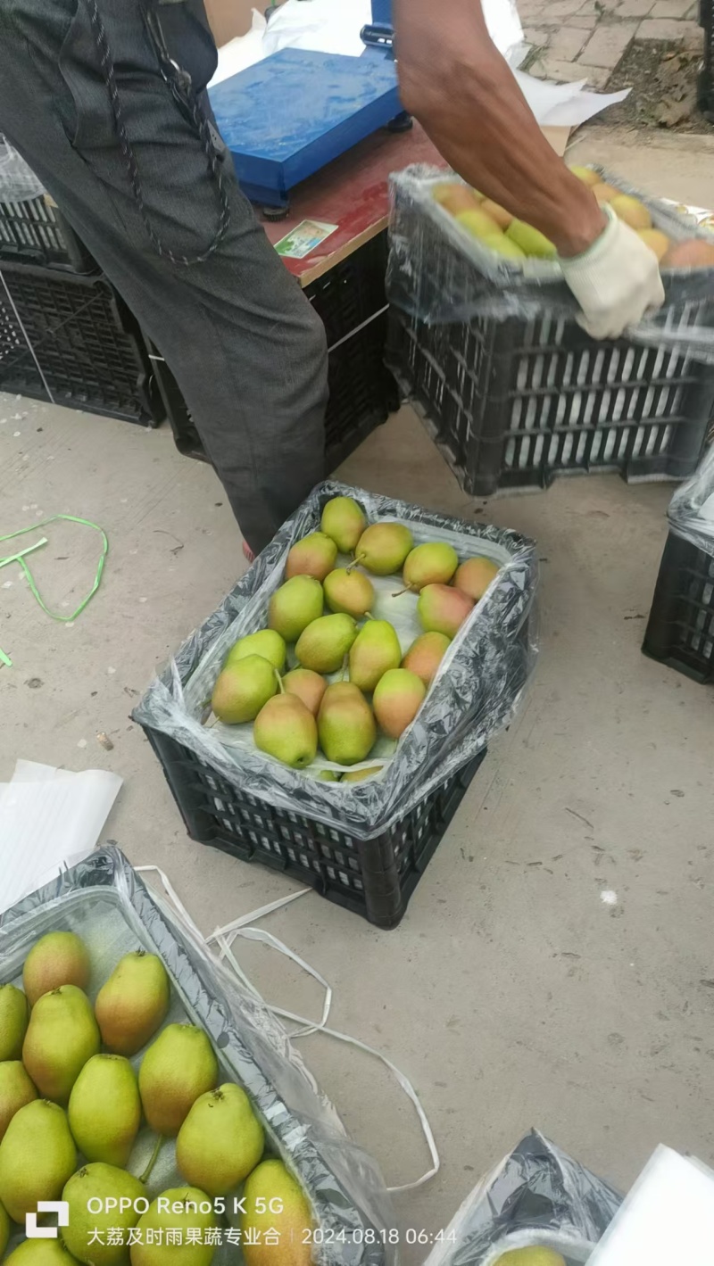 陕西红香酥梨大量有货，欢迎新老客户前来合作，