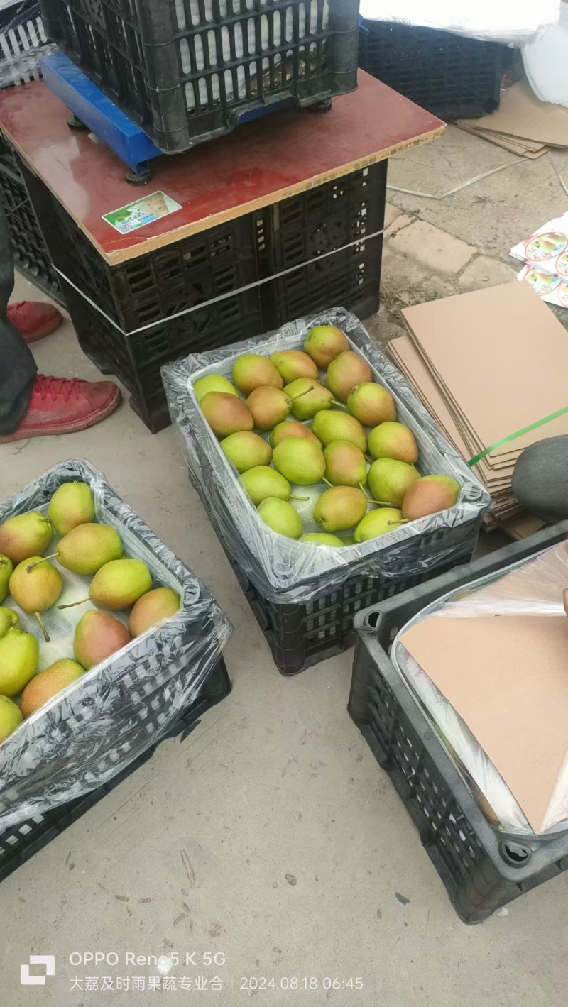 陕西红香酥梨大量有货，欢迎新老客户前来合作，