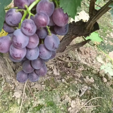 巨峰葡萄