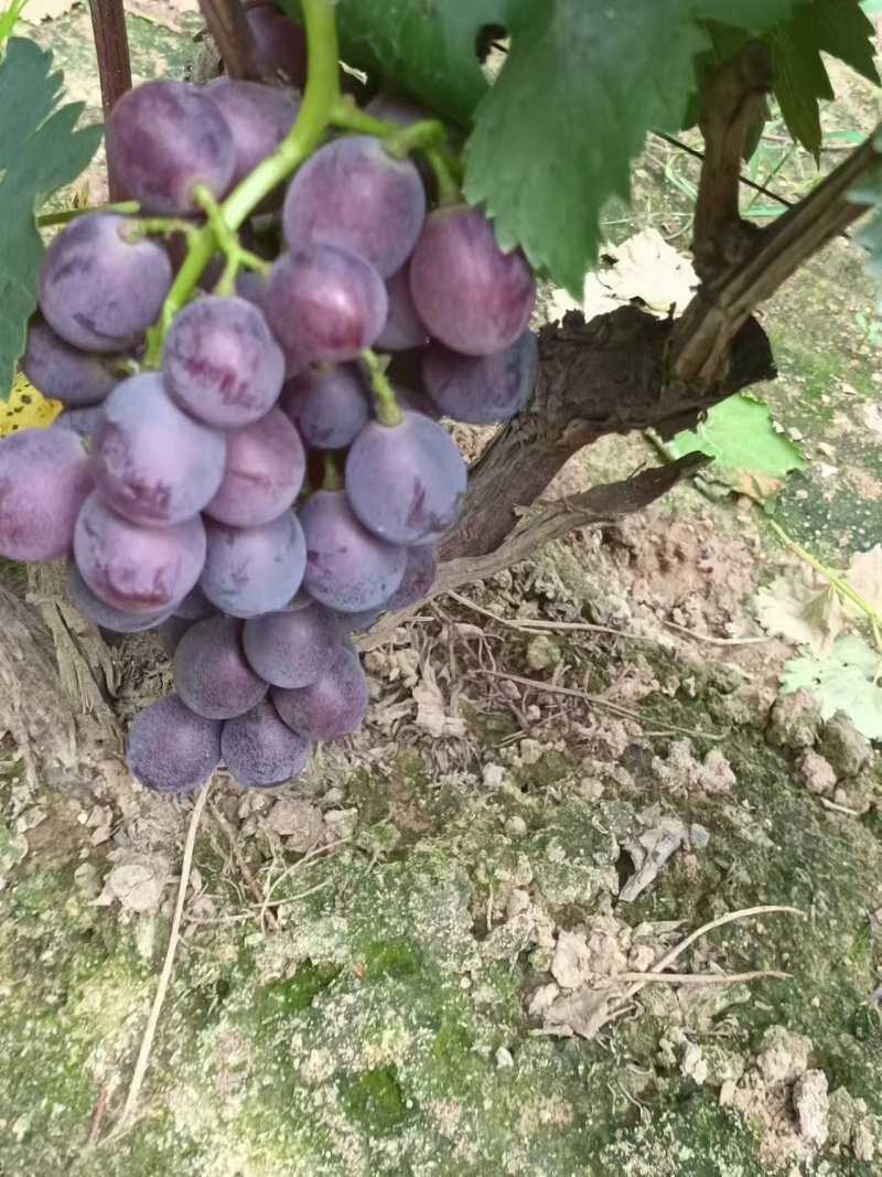 巨峰葡萄