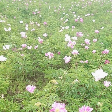 赤芍二代