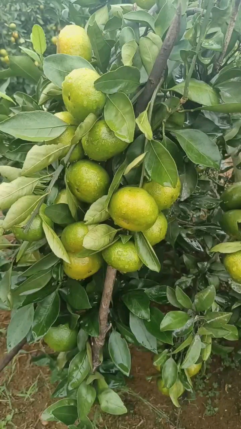 广西桂林特早熟蜜橘上市，皮薄，个头大，口感好！