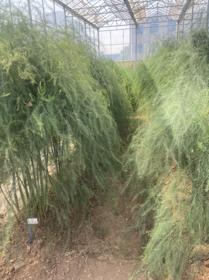 航天2号杂交一代芦笋种子粗壮高产抗病性强
