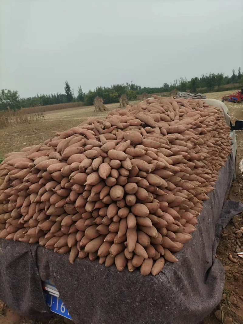 龙九龙薯九红薯自家种植品种齐全价格实惠质量保证