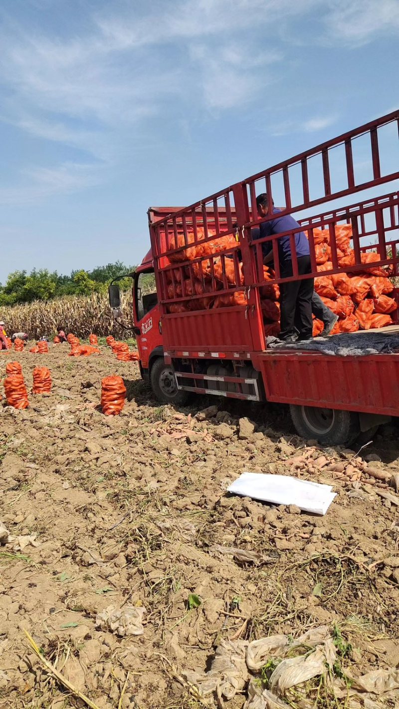 龙九龙薯九红薯自家种植品种齐全价格实惠质量保证