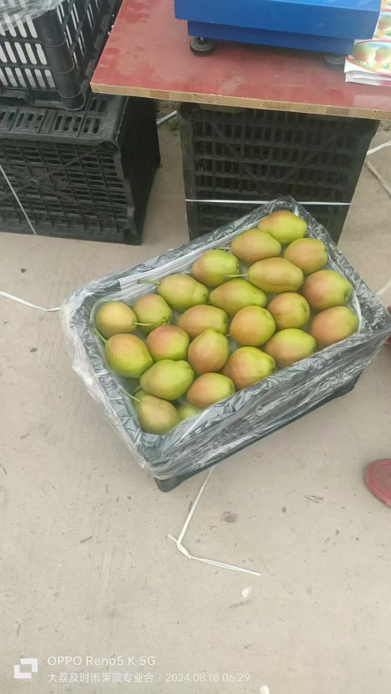 陕西红香酥梨大量有货，欢迎新老客户前来合作，