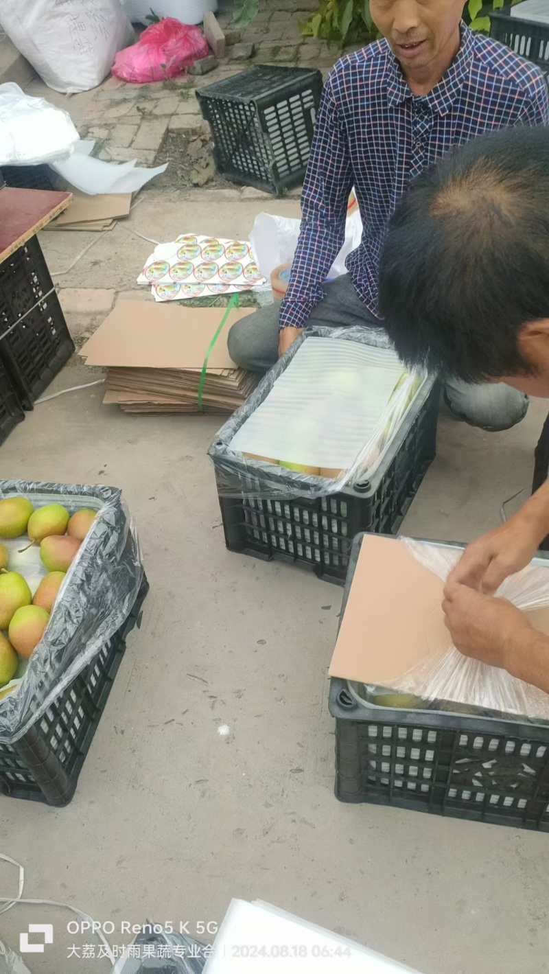 陕西红香酥梨大量有货，欢迎新老客户前来合作，