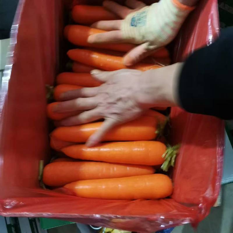 【三红胡萝卜】河南胡萝卜净菜毛菜都有全国接单提供包装按需