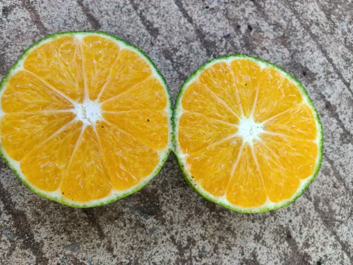 冰糖橙切开图