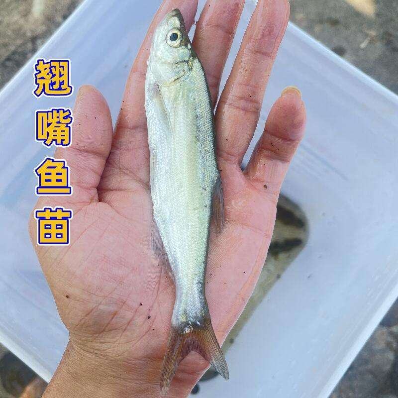 翘壳鱼苗养殖，翘壳鱼苗批发，渔场繁育，品种优良全国发货。