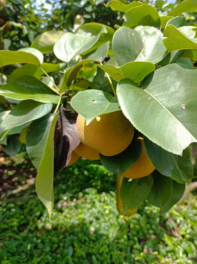 金秋梨（光果）