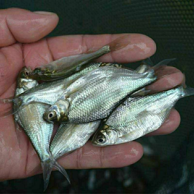 翘壳鱼苗批发，自家鱼塘繁育，品种优良，全国统一售价