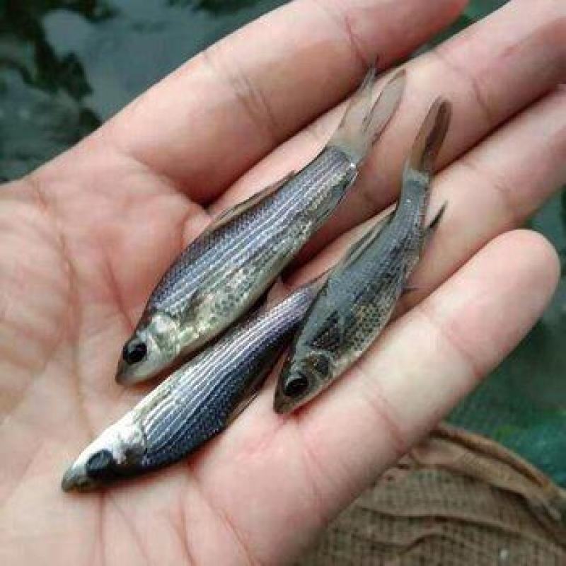 岩原鲤鱼苗批发，大量出售各种高档鱼苗，品种优良全国发货。