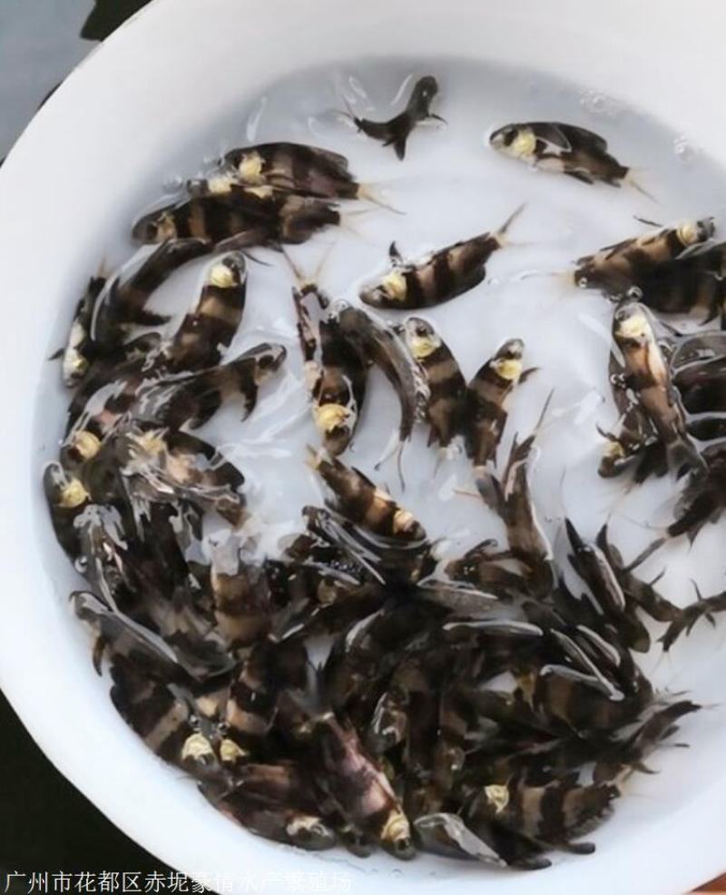 岩原鲤鱼苗批发，大量出售各种高档鱼苗，品种优良全国发货。