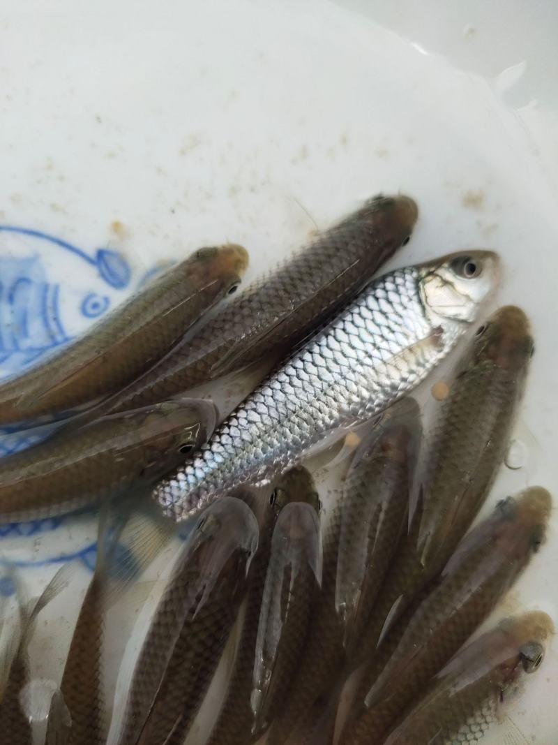岩原鲤鱼苗批发，大量出售各种高档鱼苗，品种优良全国发货。