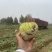 芥菜头芥菜疙瘩大头菜产地直供