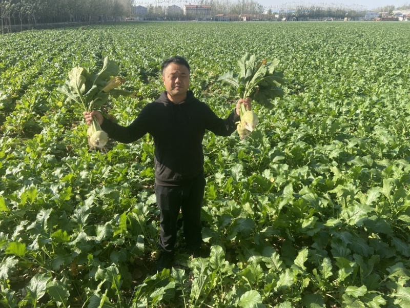 芥菜头芥菜疙瘩大头菜产地直供