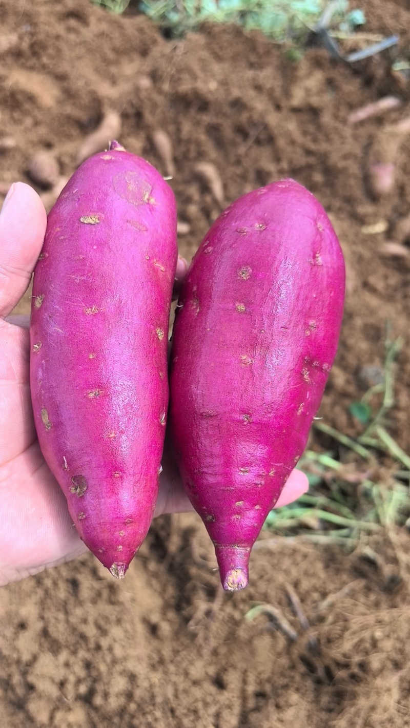 广西紫薯大量上市有008小花叶代发全国各地