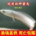 白乌鱼苗批发，乌鱼苗批发，渔场繁育，全国发货