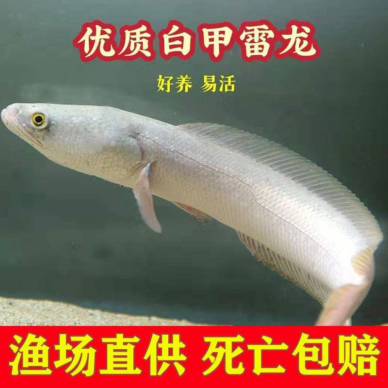 白乌鱼苗批发，乌鱼苗批发，渔场繁育，全国发货