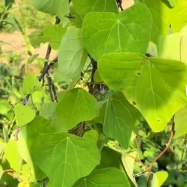 山货药材，粉防己