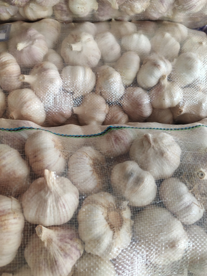 永年大蒜，40到60，个个匀，颜色纯正，供各大市场，团购
