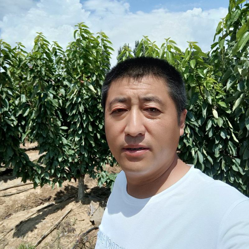 太平洋红樱桃苗介绍早熟大樱桃新品种推荐