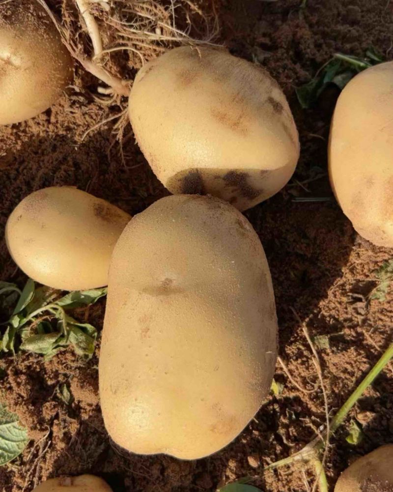 沃土土豆沃土五号内蒙古土豆量大价优规格齐全稳定供货