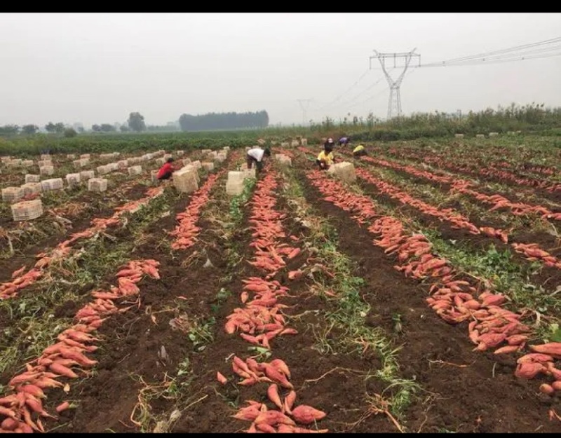 红薯地瓜烟薯，专业出口地瓜红薯烟薯，外贸烟薯红薯地瓜
