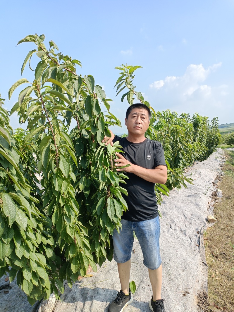 太平洋红樱桃苗介绍早熟大樱桃新品种推荐
