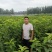 太平洋红樱桃苗介绍早熟大樱桃新品种推荐