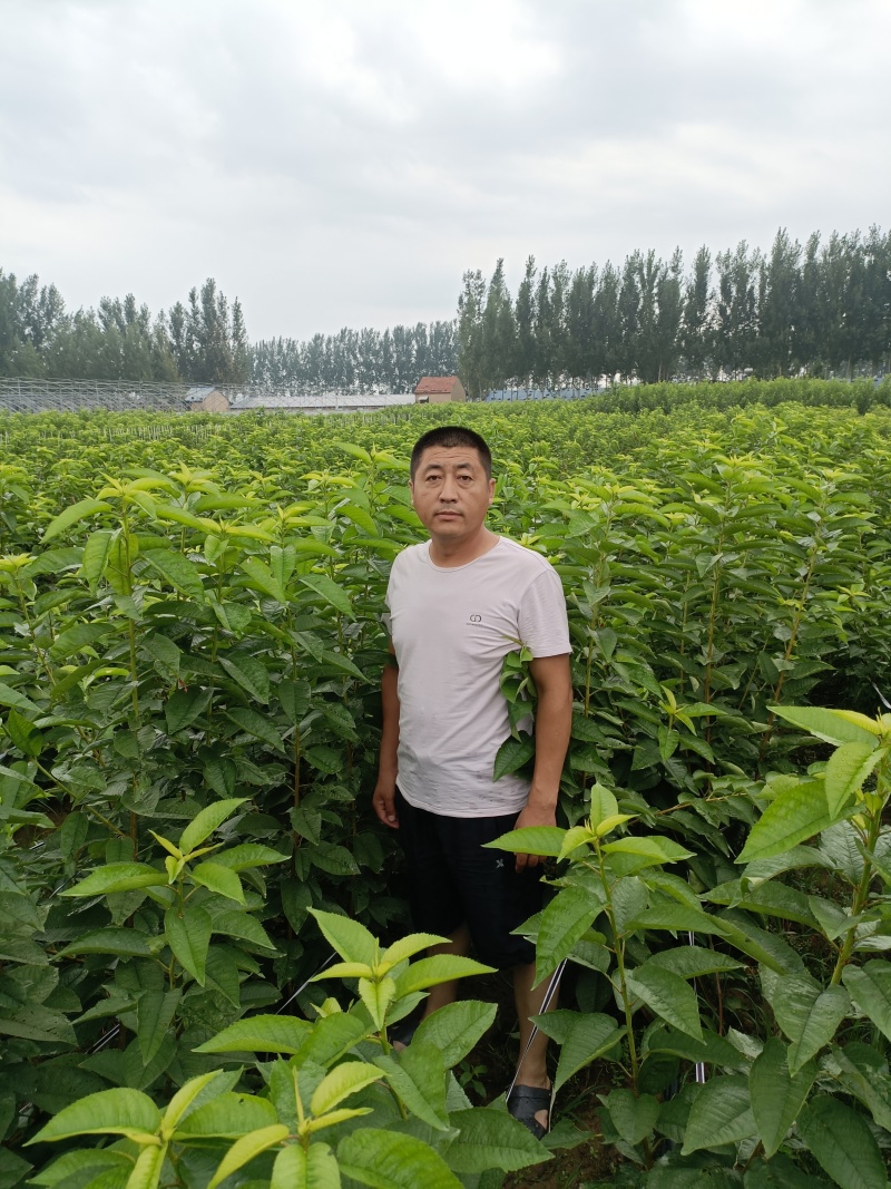 太平洋红樱桃苗介绍早熟大樱桃新品种推荐