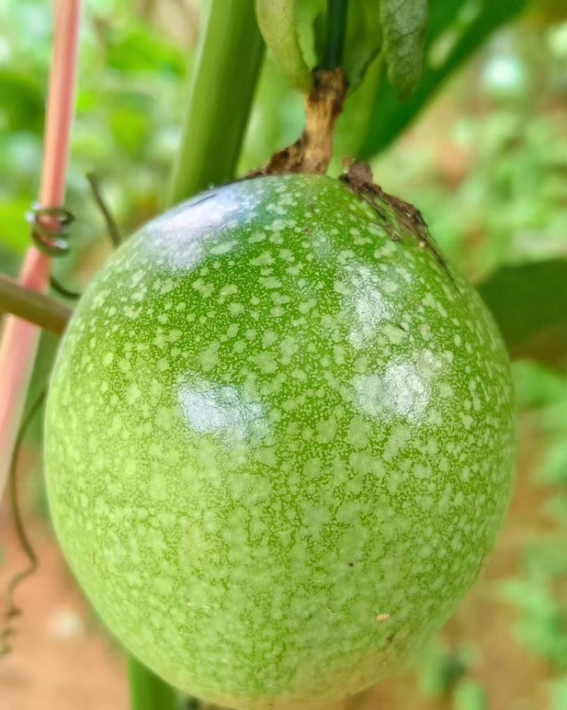 广西百香果/产地直发/一件起批/量大价优/欢迎