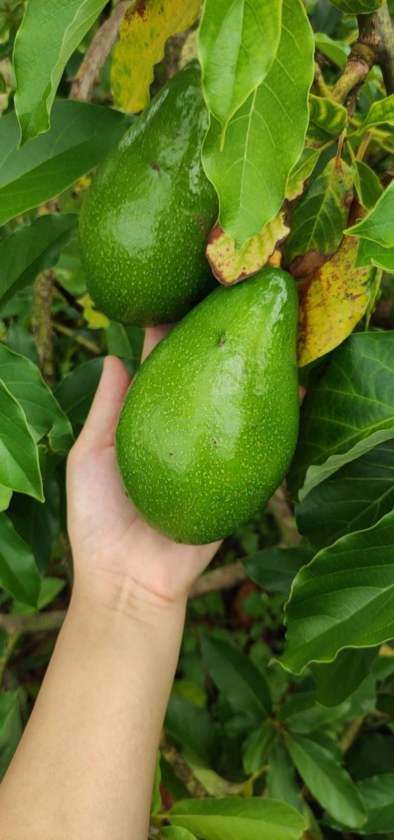 海南产牛油果即食新鲜水果鳄梨一级熟果树上熟宝宝辅食坏包赔