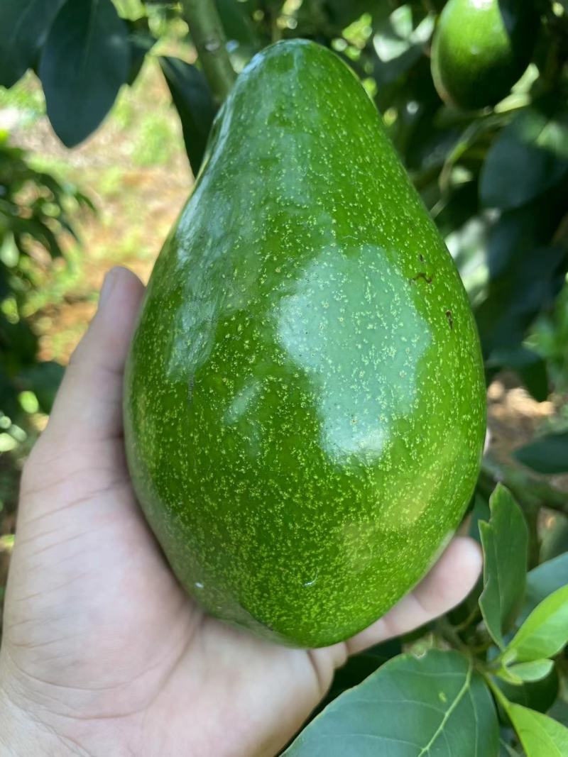 海南产牛油果即食新鲜水果鳄梨一级熟果树上熟宝宝辅食坏包赔