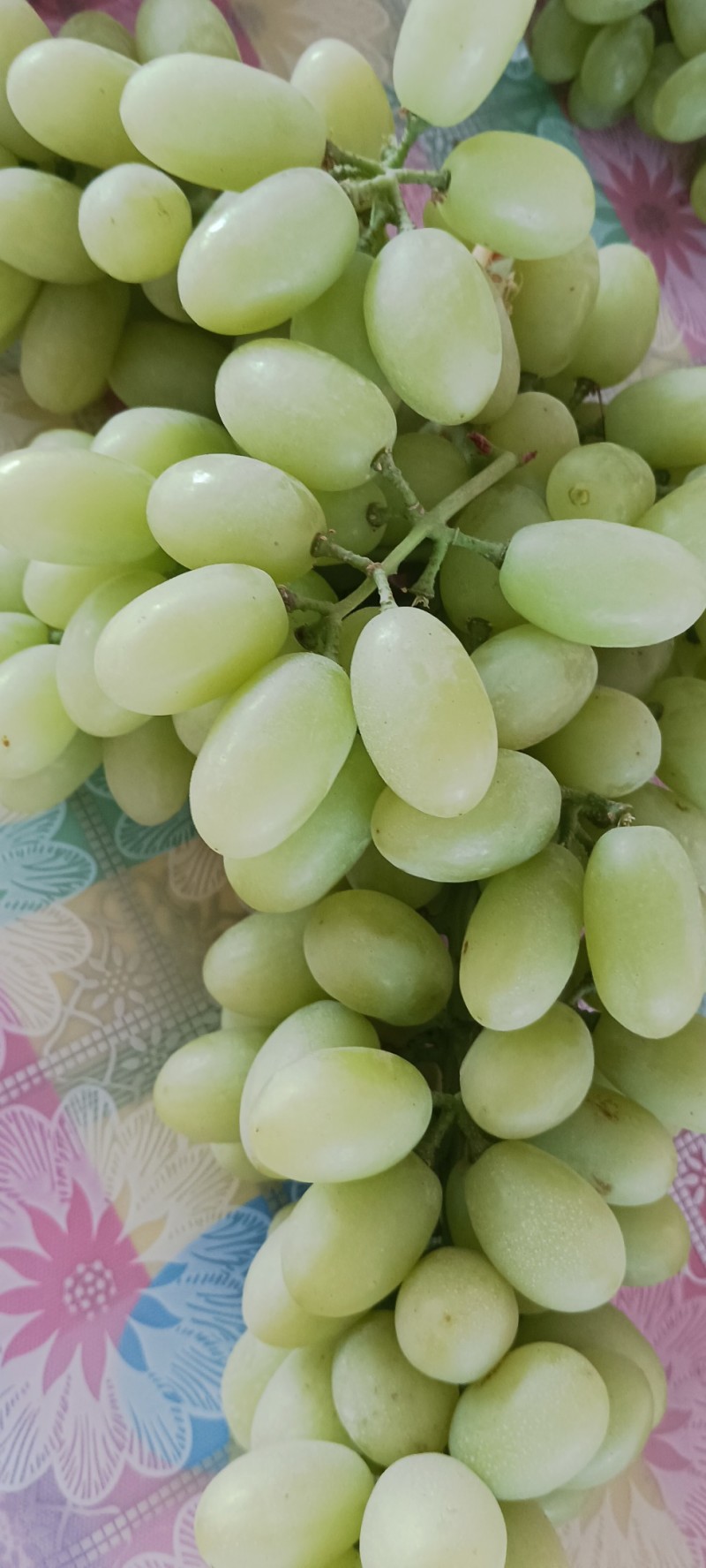 无核白葡萄，皮薄肉厚，脆甜可口，无籽无核颗粒饱满风味独特