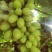 无核白葡萄，皮薄肉厚，脆甜可口，无籽无核颗粒饱满风味独特