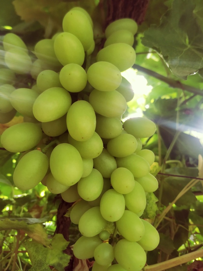 无核白葡萄，皮薄肉厚，脆甜可口，无籽无核颗粒饱满风味独特