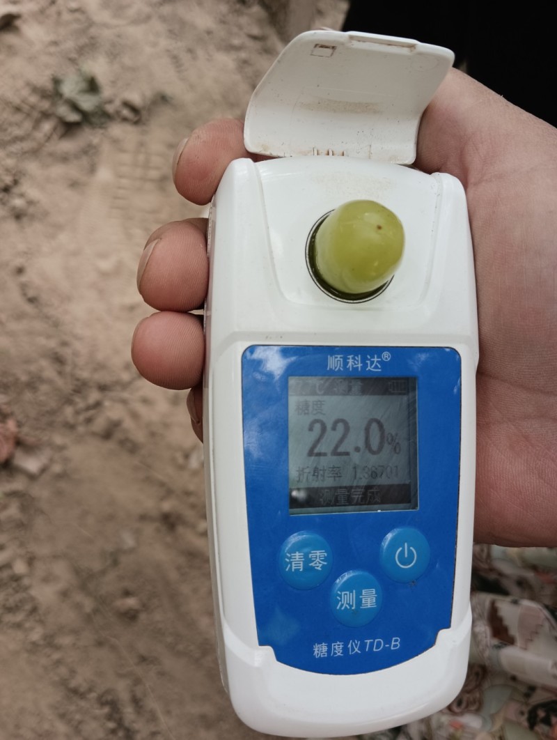 无核白葡萄，皮薄肉厚，脆甜可口，无籽无核颗粒饱满风味独特