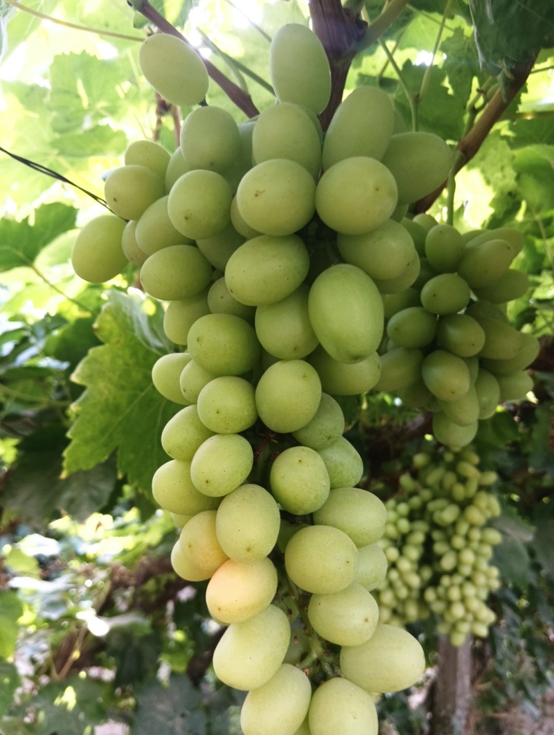 无核白葡萄，皮薄肉厚，脆甜可口，无籽无核颗粒饱满风味独特